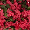 GloboStar® Artificial Garden BOUGAINVILLEA PLANT 20667 Τεχνητό Διακοσμητικό Φυτό Μπουκανβίλια Π120 x Μ70 x Y72cm