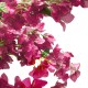 GloboStar® Artificial Garden BOUGAUVILLEA 20670 Τεχνητό Διακοσμητικό Δέντρο με Ανθη Μπουκανβίλιας Φουξ Υ250cm GloboStar® Artificial Garden BOUGAUVILLEA 20670 Τεχνητό Διακοσμητικό Δέντρο με Ανθη Μπουκανβίλιας Φουξ Υ250cm