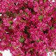 GloboStar® Artificial Garden BOUGAINVILLEA BLOSSOM 20672 Τεχνητό Διακοσμητικό Δέντρο Άνθος Μπουκαμβίλιας Μ230 x Π100 x Υ250cm GloboStar® Artificial Garden BOUGAINVILLEA BLOSSOM 20672 Τεχνητό Διακοσμητικό Δέντρο Άνθος Μπουκαμβίλιας Μ230 x Π100 x Υ250cm
