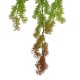 GloboStar® Artificial Garden HANGING CYPRESS 20822 Τεχνητό Διακοσμητικό Κρεμαστό Φυτό Κυπαρίσσι Μ25 x Π15 x Υ80cm GloboStar® Artificial Garden HANGING CYPRESS 20822 Τεχνητό Διακοσμητικό Κρεμαστό Φυτό Κυπαρίσσι Μ25 x Π15 x Υ80cm