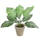 GloboStar® Artificial Garden ZEBRA POTTED PLANT 20898 Διακοσμητικό Φυτό Ζέμπρα Φ40 x Υ33cm GloboStar® Artificial Garden ZEBRA POTTED PLANT 20898 Διακοσμητικό Φυτό Ζέμπρα Φ40 x Υ33cm