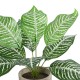 GloboStar® Artificial Garden ZEBRA POTTED PLANT 20898 Διακοσμητικό Φυτό Ζέμπρα Φ40 x Υ33cm GloboStar® Artificial Garden ZEBRA POTTED PLANT 20898 Διακοσμητικό Φυτό Ζέμπρα Φ40 x Υ33cm
