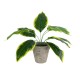 GloboStar® Artificial Garden YELLOW HOSTA PLANT 20899 Τεχνητό Διακοσμητικό Φυτό Κίτρινη Χόστα Φ45 x Υ40cm GloboStar® Artificial Garden YELLOW HOSTA PLANT 20899 Τεχνητό Διακοσμητικό Φυτό Κίτρινη Χόστα Φ45 x Υ40cm