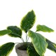 GloboStar® Artificial Garden YELLOW HOSTA PLANT 20899 Τεχνητό Διακοσμητικό Φυτό Κίτρινη Χόστα Φ45 x Υ40cm GloboStar® Artificial Garden YELLOW HOSTA PLANT 20899 Τεχνητό Διακοσμητικό Φυτό Κίτρινη Χόστα Φ45 x Υ40cm