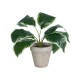GloboStar® Artificial Garden WHITE HOSTA PLANT 20900 Διακοσμητικό Φυτό Λευκή Χόστα Φ45 x Υ40cm GloboStar® Artificial Garden WHITE HOSTA PLANT 20900 Διακοσμητικό Φυτό Λευκή Χόστα Φ45 x Υ40cm