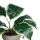 GloboStar® Artificial Garden WHITE HOSTA PLANT 20900 Διακοσμητικό Φυτό Λευκή Χόστα Φ45 x Υ40cm GloboStar® Artificial Garden WHITE HOSTA PLANT 20900 Διακοσμητικό Φυτό Λευκή Χόστα Φ45 x Υ40cm