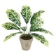 GloboStar® Artificial Garden YELLOW AGLAONEMA POTTED PLANT 20902 Διακοσμητικό Φυτό Κίτρινο Αγλαόνημα Φ40 x Υ33cm GloboStar® Artificial Garden YELLOW AGLAONEMA POTTED PLANT 20902 Διακοσμητικό Φυτό Κίτρινο Αγλαόνημα Φ40 x Υ33cm
