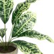 GloboStar® Artificial Garden YELLOW AGLAONEMA POTTED PLANT 20902 Διακοσμητικό Φυτό Κίτρινο Αγλαόνημα Φ40 x Υ33cm GloboStar® Artificial Garden YELLOW AGLAONEMA POTTED PLANT 20902 Διακοσμητικό Φυτό Κίτρινο Αγλαόνημα Φ40 x Υ33cm