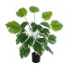 GloboStar® Artificial Garden WHITE HOSTA PLANT 20920 Διακοσμητικό Φυτό Λευκή Χόστα Φ87 x Υ80cm GloboStar® Artificial Garden WHITE HOSTA PLANT 20920 Διακοσμητικό Φυτό Λευκή Χόστα Φ87 x Υ80cm