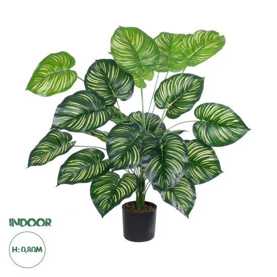 GloboStar® Artificial Garden CALATHEA PLANT 20922 Διακοσμητικό Φυτό Καλαθέα Φ70 x Υ80cm GloboStar® Artificial Garden CALATHEA PLANT 20922 Διακοσμητικό Φυτό Καλαθέα Φ70 x Υ80cm