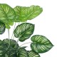 GloboStar® Artificial Garden CALATHEA PLANT 20922 Διακοσμητικό Φυτό Καλαθέα Φ70 x Υ80cm GloboStar® Artificial Garden CALATHEA PLANT 20922 Διακοσμητικό Φυτό Καλαθέα Φ70 x Υ80cm