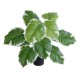 GloboStar® Artificial Garden WHITE HOSTA PLANT 20931 Διακοσμητικό Φυτό Λευκή Χόστα Φ60 x Υ55cm GloboStar® Artificial Garden WHITE HOSTA PLANT 20931 Διακοσμητικό Φυτό Λευκή Χόστα Φ60 x Υ55cm