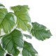 GloboStar® Artificial Garden WHITE HOSTA PLANT 20931 Διακοσμητικό Φυτό Λευκή Χόστα Φ60 x Υ55cm GloboStar® Artificial Garden WHITE HOSTA PLANT 20931 Διακοσμητικό Φυτό Λευκή Χόστα Φ60 x Υ55cm