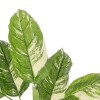 GloboStar® Artificial Garden DIEFFENBACHIA 20941 Τεχνητό Διακοσμητικό Φυτό Πράσινη & Μπεζ Διφενμπάχια Μ80 x Π80 x Υ90cm