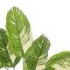 GloboStar® Artificial Garden DIEFFENBACHIA 20941 Τεχνητό Διακοσμητικό Φυτό Πράσινη & Μπεζ Διφενμπάχια Μ80 x Π80 x Υ90cm GloboStar® Artificial Garden DIEFFENBACHIA 20941 Τεχνητό Διακοσμητικό Φυτό Πράσινη & Μπεζ Διφενμπάχια Μ80 x Π80 x Υ90cm