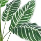 GloboStar® Artificial Garden WHITE ZEBRA PLANT 20943 Τεχνητό Διακοσμητικό Φυτό Λευκή Ζέβρα Φ90 x Υ90cm GloboStar® Artificial Garden WHITE ZEBRA PLANT 20943 Τεχνητό Διακοσμητικό Φυτό Λευκή Ζέβρα Φ90 x Υ90cm