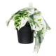 GloboStar® Artificial Garden ALBINO MONSTERA PLANT 20946 - Διακοσμητικό Φυτό Μονστέρα Φ23 x Υ16cm GloboStar® Artificial Garden ALBINO MONSTERA PLANT 20946 - Διακοσμητικό Φυτό Μονστέρα Φ23 x Υ16cm