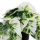 GloboStar® Artificial Garden ALBINO MONSTERA PLANT 20946 - Διακοσμητικό Φυτό Μονστέρα Φ23 x Υ16cm GloboStar® Artificial Garden ALBINO MONSTERA PLANT 20946 - Διακοσμητικό Φυτό Μονστέρα Φ23 x Υ16cm