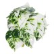 GloboStar® Artificial Garden ALBINO MONSTERA PLANT 20946 - Διακοσμητικό Φυτό Μονστέρα Φ23 x Υ16cm GloboStar® Artificial Garden ALBINO MONSTERA PLANT 20946 - Διακοσμητικό Φυτό Μονστέρα Φ23 x Υ16cm