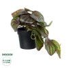 GloboStar® Artificial Garden BROWN PEPEROMIA PLANT 20952 Διακοσμητικό Φυτό Καφέ Πεπερόμια Φ23 x Υ16cm