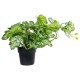 GloboStar® Artificial Garden BEGONIA PLANT 20958 Διακοσμητικό Φυτό Βιγόνια Φ47 x Υ22cm