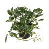 GloboStar® Artificial Garden ZEBRINA PLANT 20960 Διακοσμητικό Φυτό Ζεμπρίνα Φ45 x Υ22cm