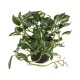 GloboStar® Artificial Garden ZEBRINA PLANT 20960 Διακοσμητικό Φυτό Ζεμπρίνα Φ45 x Υ22cm GloboStar® Artificial Garden ZEBRINA PLANT 20960 Διακοσμητικό Φυτό Ζεμπρίνα Φ45 x Υ22cm