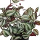 GloboStar® Artificial Garden ZEBRINA PLANT 20961 Διακοσμητικό Φυτό Ζεμπρίνα Φ45 x Υ22cm GloboStar® Artificial Garden ZEBRINA PLANT 20961 Διακοσμητικό Φυτό Ζεμπρίνα Φ45 x Υ22cm
