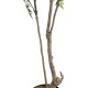 GloboStar® Artificial Garden GREEN NANDINA PLANT 20965 Διακοσμητικό Φυτό Πράσινη Ναντίνα Φ66 x Υ150cm