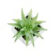 GloboStar® Artificial Garden SUCCULENT ALOE LOTUS PLANT 20976 Διακοσμητικό Φυτό Παχύφυτο Λωτός Αλόης Φ8 x Υ8cm