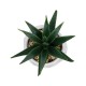 GloboStar® Artificial Garden SUCCULENT ALOE POTTED PLANT 20992 Διακοσμητικό Φυτό Αλόη Φ8 x Υ12cm GloboStar® Artificial Garden SUCCULENT ALOE POTTED PLANT 20992 Διακοσμητικό Φυτό Αλόη Φ8 x Υ12cm