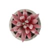 GloboStar® Artificial Garden SUCCULENT SEDEVERIA 21020 Τεχνητό Διακοσμητικό Φυτό Σεδεβέρια Μ6.5 x Π6.5 x Υ9cm