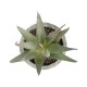 GloboStar® Artificial Garden SUCCULENT ALOE 21022 Τεχνητό Διακοσμητικό Φυτό Αλόη Μ6 x Π6 x Υ12cm
