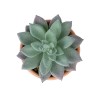 GloboStar® Artificial Garden SUCCULENT SEDEVERIA POTTED PLANT 21041 Διακοσμητικό Φυτό Σεδεβέρια  Φ11x Υ14cm