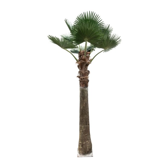 GloboStar® Artificial Garden PLANT PALM TREE 21055 Διακοσμητικό Δέντρο Φοίνικα Φ240 x Υ400cm GloboStar® Artificial Garden PLANT PALM TREE 21055 Διακοσμητικό Δέντρο Φοίνικα Φ240 x Υ400cm