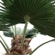 GloboStar® Artificial Garden PLANT PALM TREE 21055 Διακοσμητικό Δέντρο Φοίνικα Φ240 x Υ400cm GloboStar® Artificial Garden PLANT PALM TREE 21055 Διακοσμητικό Δέντρο Φοίνικα Φ240 x Υ400cm
