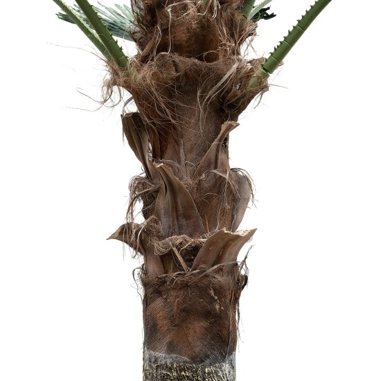 GloboStar® Artificial Garden PLANT PALM TREE 21055 Διακοσμητικό Δέντρο Φοίνικα Φ240 x Υ400cm GloboStar® Artificial Garden PLANT PALM TREE 21055 Διακοσμητικό Δέντρο Φοίνικα Φ240 x Υ400cm
