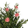GloboStar® Artificial Garden PINK PEONY 21097 Τεχνητό Διακοσμητικό Δέντρο Παιώνια Μ80 x Π70 x Υ160cm