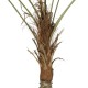GloboStar® Artificial Garden WASHINGTONIA FILIFERA TREE 21107 Τεχνητό Διακοσμητικό Φοινικόδεντρου Υ200cm GloboStar® Artificial Garden WASHINGTONIA FILIFERA TREE 21107 Τεχνητό Διακοσμητικό Φοινικόδεντρου Υ200cm