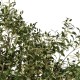 GloboStar® Artificial Garden OLIVE TREE 21112 Τεχνητό Διακοσμητικό Δέντρο Ελιά Υ220cm GloboStar® Artificial Garden OLIVE TREE 21112 Τεχνητό Διακοσμητικό Δέντρο Ελιά Υ220cm