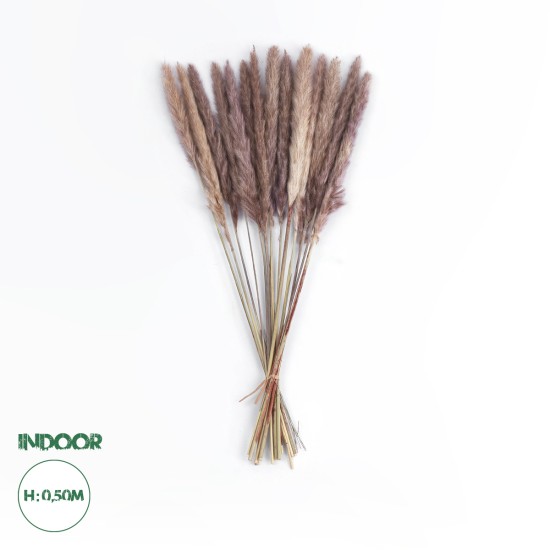 GloboStar® Artificial Garden REAL DRIED BROWN PAMPAS GRASS BUNCH 21215 Αποξηραμένο Διακοσμητικό Μπουκέτο Pampas Kάφε Y50cm GloboStar® Artificial Garden REAL DRIED BROWN PAMPAS GRASS BUNCH 21215 Αποξηραμένο Διακοσμητικό Μπουκέτο Pampas Kάφε Y50cm