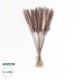 GloboStar® Artificial Garden REAL DRIED BROWN PAMPAS GRASS BUNCH 21215 Αποξηραμένο Διακοσμητικό Μπουκέτο Pampas Kάφε Y50cm GloboStar® Artificial Garden REAL DRIED BROWN PAMPAS GRASS BUNCH 21215 Αποξηραμένο Διακοσμητικό Μπουκέτο Pampas Kάφε Y50cm