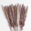 GloboStar® Artificial Garden REAL DRIED BROWN PAMPAS GRASS BUNCH 21215 Αποξηραμένο Διακοσμητικό Μπουκέτο Pampas Kάφε Y50cm