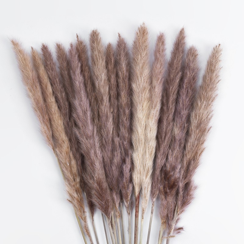 GloboStar® Artificial Garden REAL DRIED BROWN PAMPAS GRASS BUNCH 21215 Αποξηραμένο Διακοσμητικό Μπουκέτο Pampas Kάφε Y50cm
