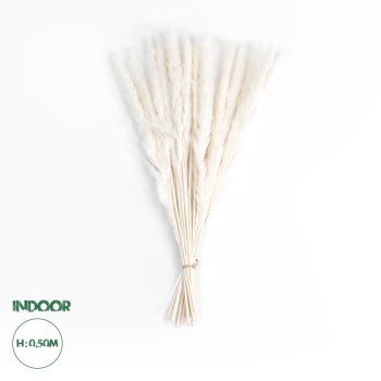 GloboStar® Artificial Garden REAL DRIED BEIGE PAMPAS GRASS BUNCH 21216 Αποξηραμένο Διακοσμητικό Μπουκέτο Pampas Μπέζ Y50cm - Σετ 15 τμχ