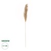 GloboStar® Artificial Garden PAMPAS GRASS 21217 Αποξηραμένο Διακοσμητικό Γρασίδι Πάμπας Μ10 x Π10 x Υ150cm