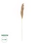 GloboStar® Artificial Garden PAMPAS GRASS 21217 Αποξηραμένο Διακοσμητικό Γρασίδι Πάμπας Μ10 x Π10 x Υ150cm