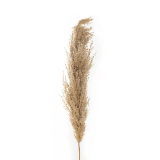 GloboStar® Artificial Garden PAMPAS GRASS 21217 Αποξηραμένο Διακοσμητικό Γρασίδι Πάμπας Μ10 x Π10 x Υ150cm