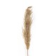 GloboStar® Artificial Garden PAMPAS GRASS 21217 Αποξηραμένο Διακοσμητικό Γρασίδι Πάμπας Μ10 x Π10 x Υ150cm