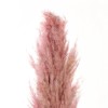 GloboStar® Artificial Garden PAMPAS GRASS 21218 Αποξηραμένο Διακοσμητικό Γρασίδι Πάμπας Μ10 x Π10 x Υ150cm